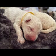 White Swiss Shepherd Dog - Both