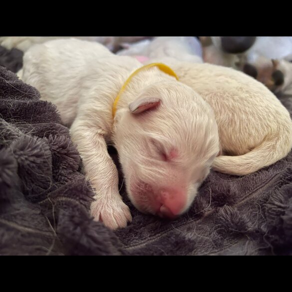 White Swiss Shepherd Dog - Both