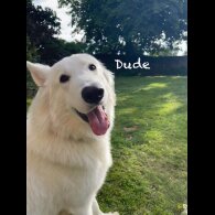 White Swiss Shepherd Dog - Both