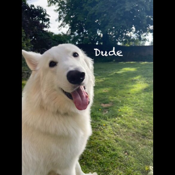 White Swiss Shepherd Dog - Both