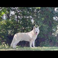 White Swiss Shepherd Dog - Both