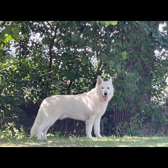 White Swiss Shepherd Dog - Both