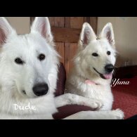 White Swiss Shepherd Dog - Both