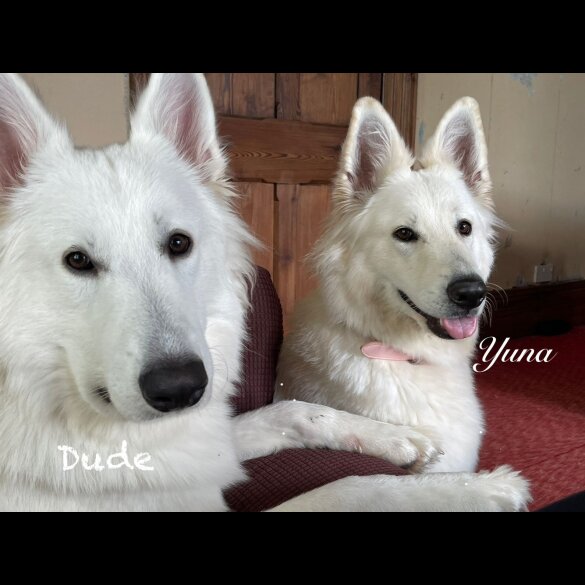 White Swiss Shepherd Dog - Both