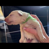 White Swiss Shepherd Dog - Both