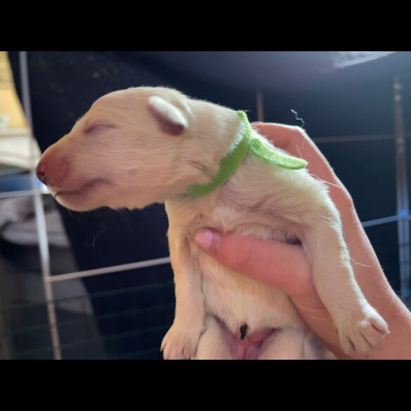 White Swiss Shepherd Dog - Both