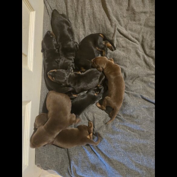 Doberman - Both
