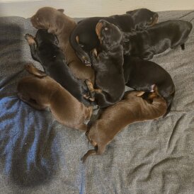 Doberman - Both