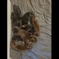 Doberman - Both