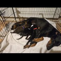 Doberman - Both