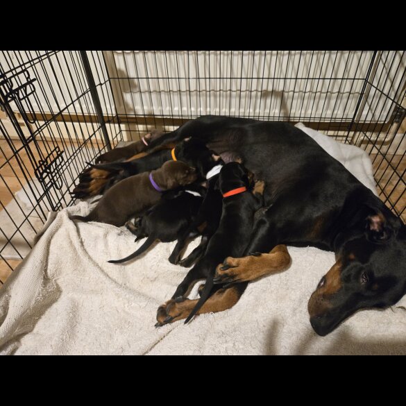 Doberman - Both