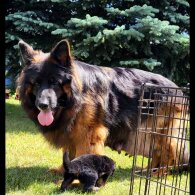 German Shepherd (Alsatian) - Both