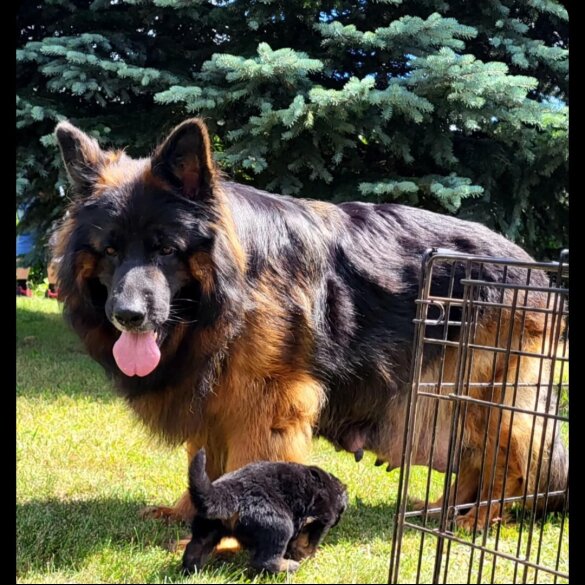 German Shepherd (Alsatian) - Both