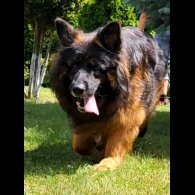 German Shepherd (Alsatian) - Both