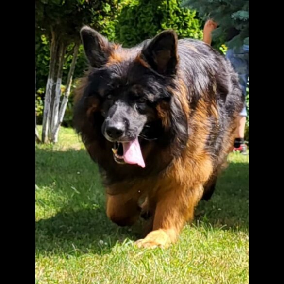 German Shepherd (Alsatian) - Both