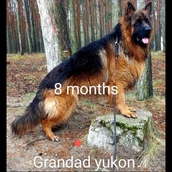German Shepherd (Alsatian) - Both