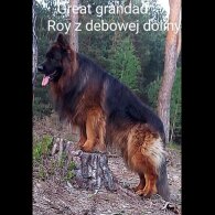 German Shepherd (Alsatian) - Both