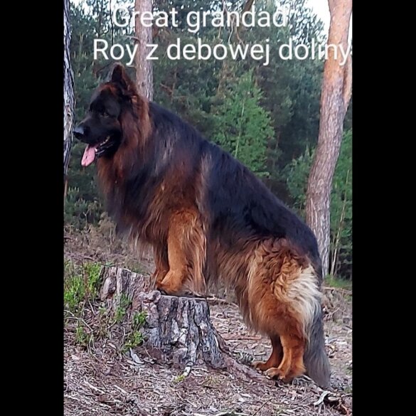 German Shepherd (Alsatian) - Both