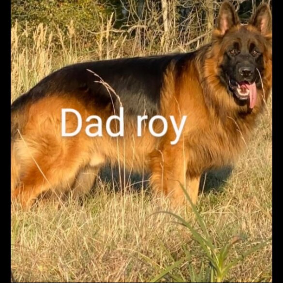 German Shepherd (Alsatian) - Both