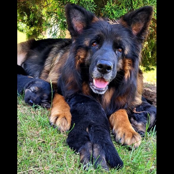 German Shepherd (Alsatian) - Both