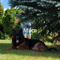 German Shepherd (Alsatian) - Both