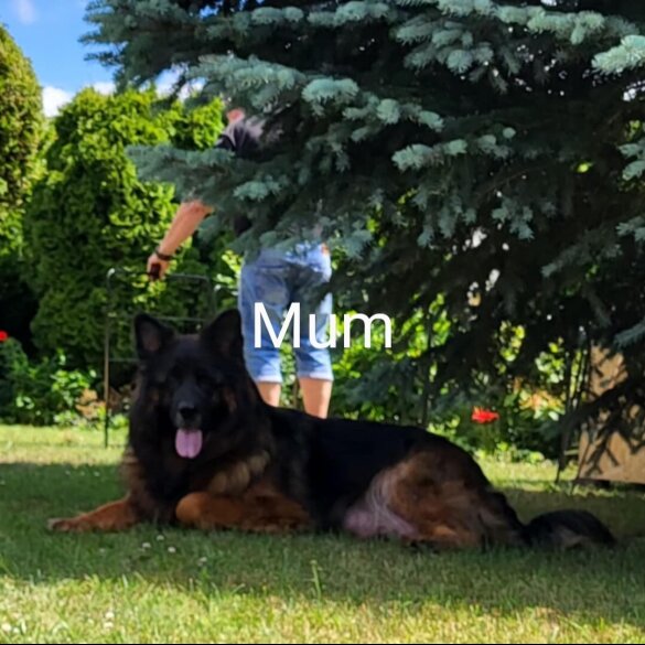 German Shepherd (Alsatian) - Both