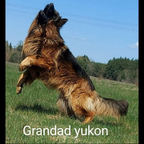 German Shepherd (Alsatian) - Both