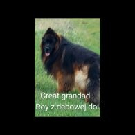 German Shepherd (Alsatian) - Both