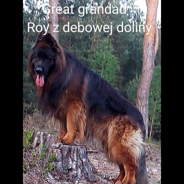 German Shepherd (Alsatian) - Both