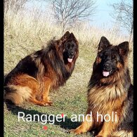 German Shepherd (Alsatian) - Both