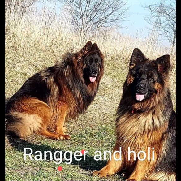 German Shepherd (Alsatian) - Both