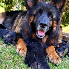 German Shepherd (Alsatian) - Both