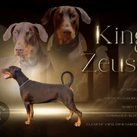 Doberman