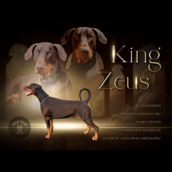 Doberman
