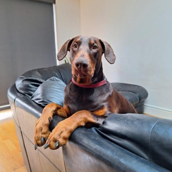 Doberman