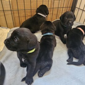 Labrador Retriever - Both
