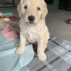 Labradoodle - Both