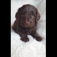Labradoodle - Both