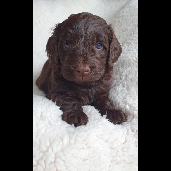 Labradoodle - Both