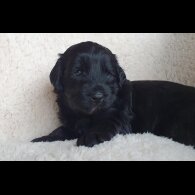 Labradoodle - Both