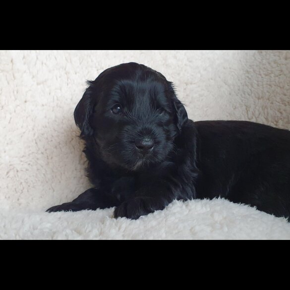 Labradoodle - Both