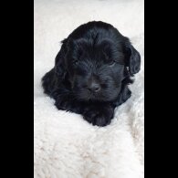 Labradoodle - Both