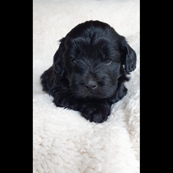 Labradoodle - Both