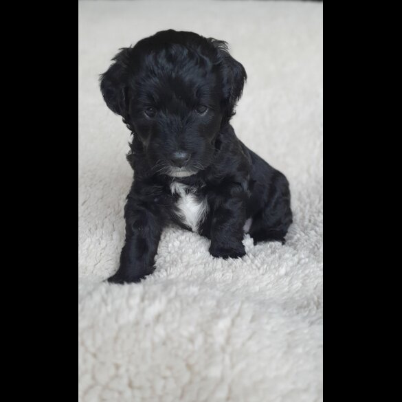 Labradoodle - Both