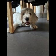 Labradoodle - Dogs