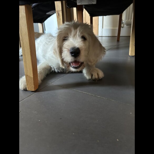 Labradoodle - Dogs