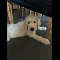 Labradoodle - Dogs