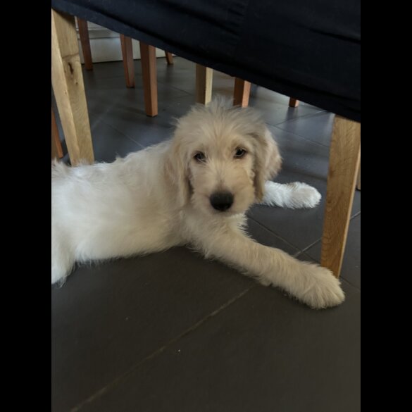 Labradoodle - Dogs