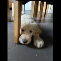 Labradoodle - Dogs