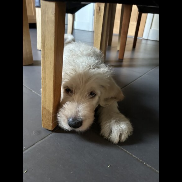 Labradoodle - Dogs